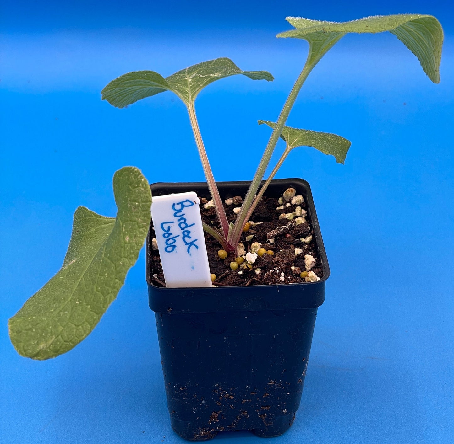 Burdock Starter Plant - Gobo - Arctium lappa