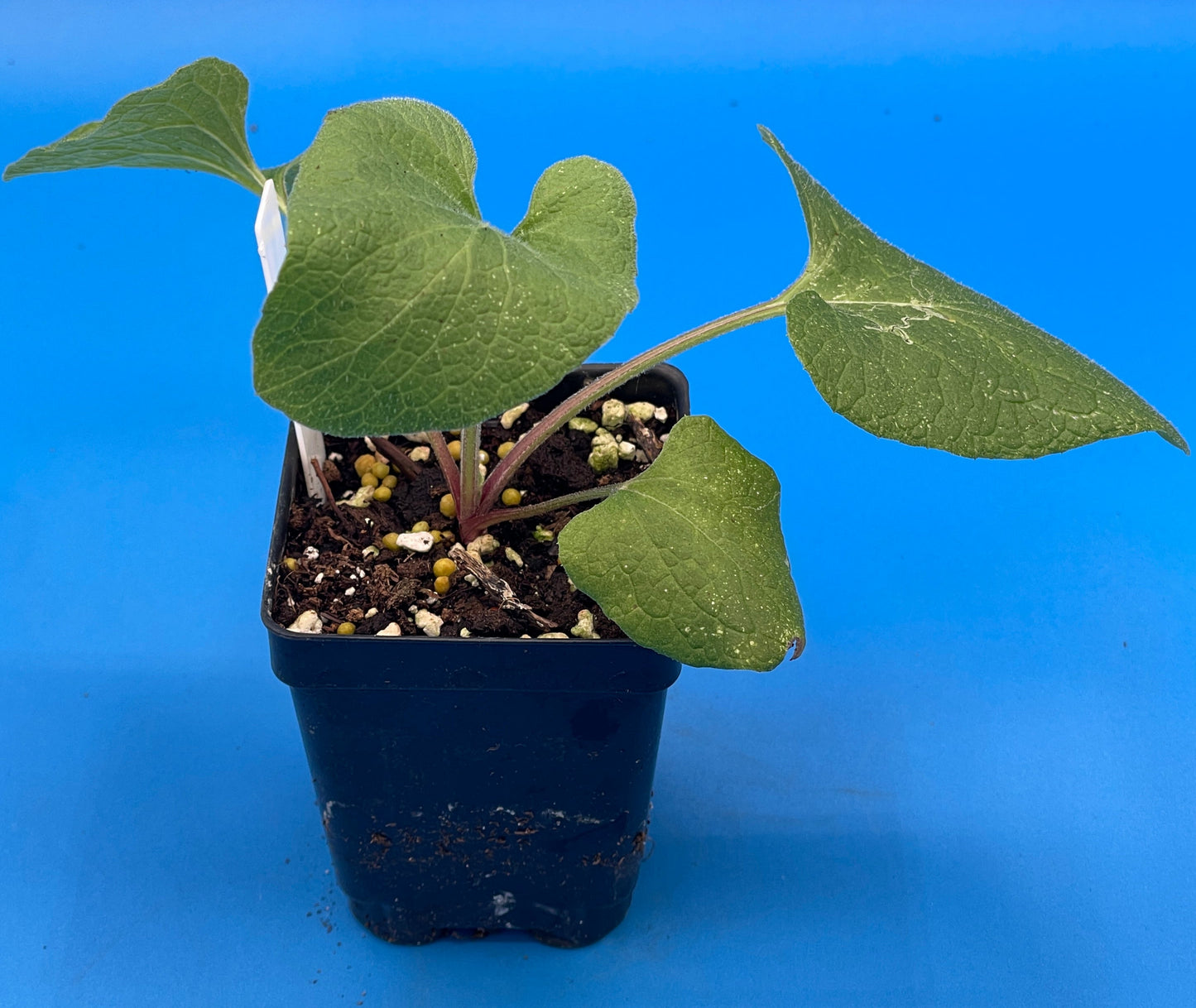 Burdock Starter Plant - Gobo - Arctium lappa