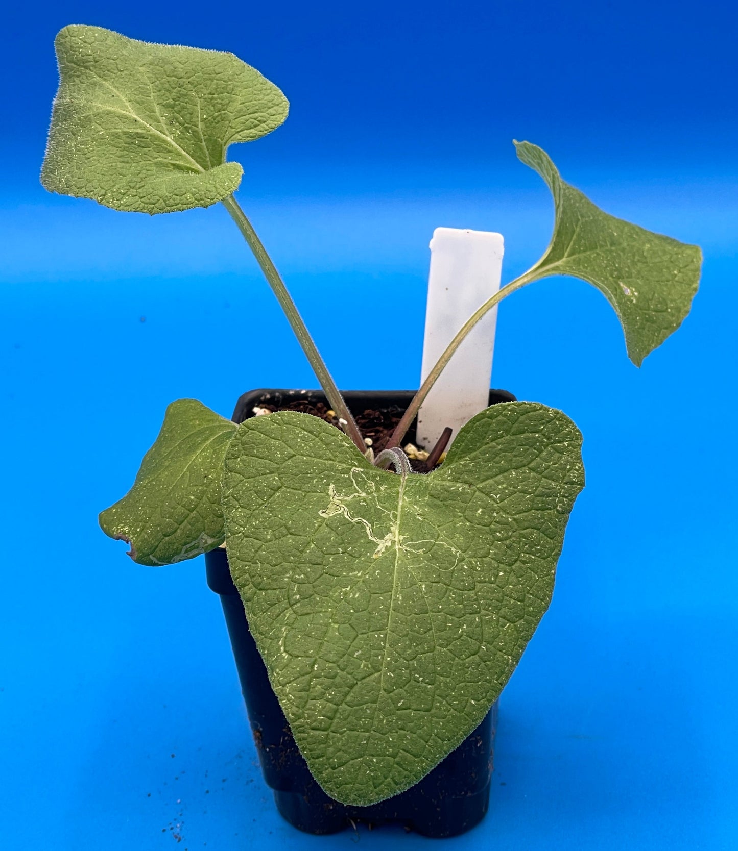 Burdock Starter Plant - Gobo - Arctium lappa