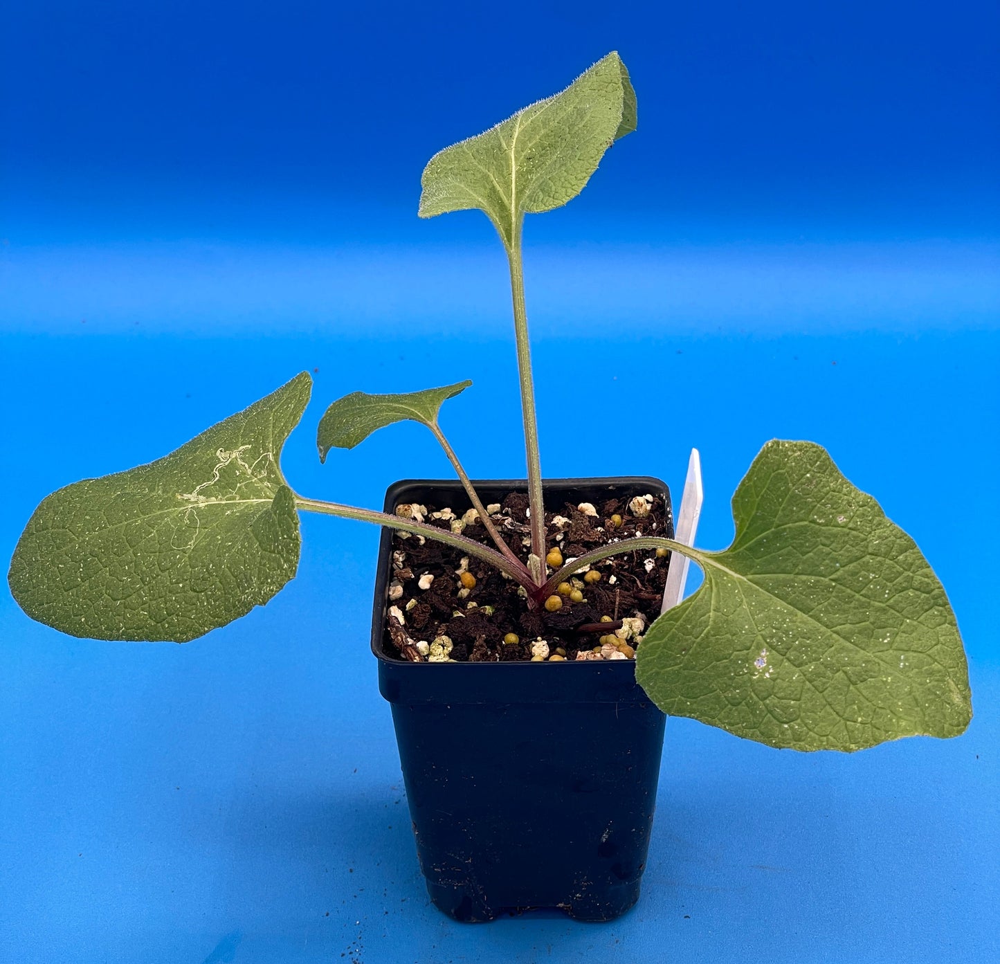 Burdock Starter Plant - Gobo - Arctium lappa