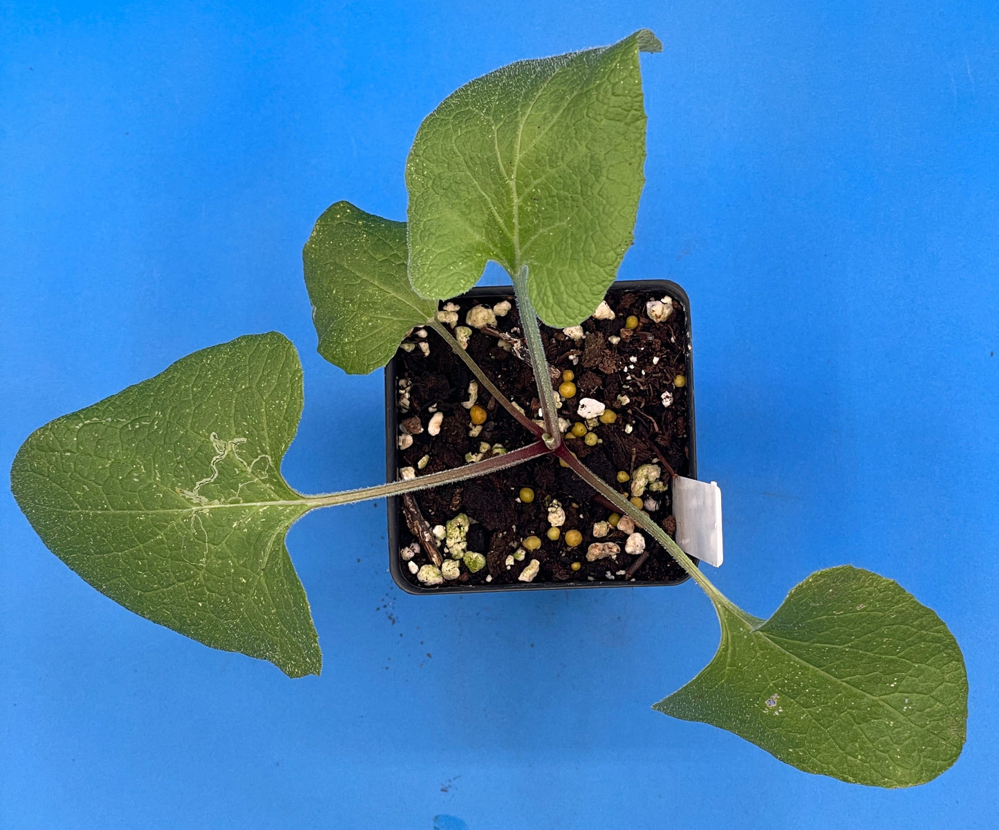 Burdock Starter Plant - Gobo - Arctium lappa