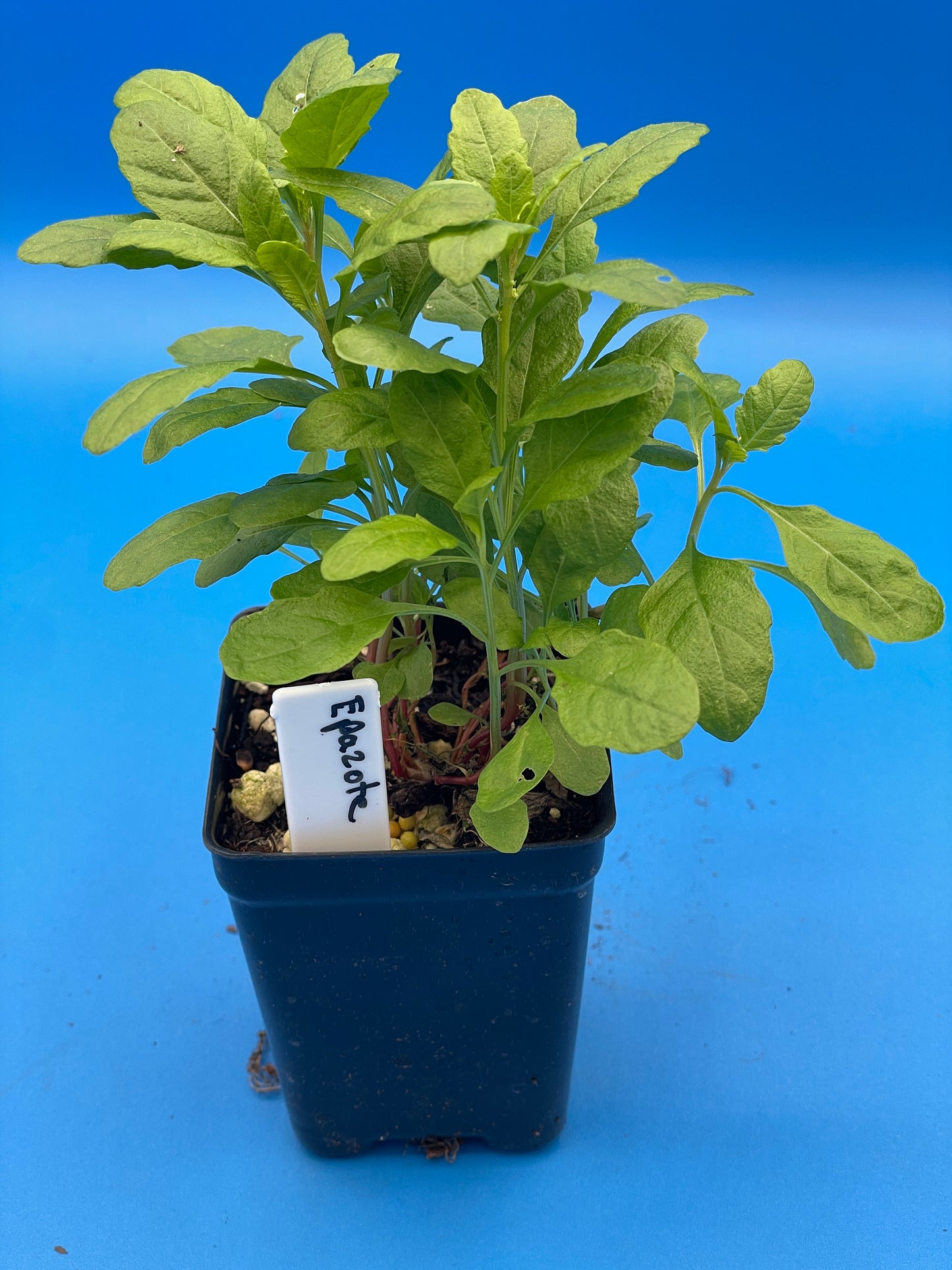 Epazote Starter Plant - Dysphania Ambrosioides - Grown In 3" Pot