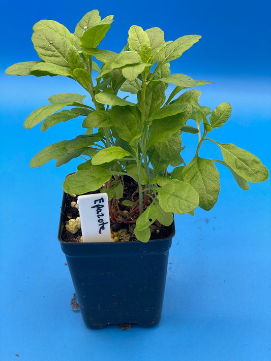Epazote Starter Plant - Dysphania Ambrosioides - Grown In 3" Pot