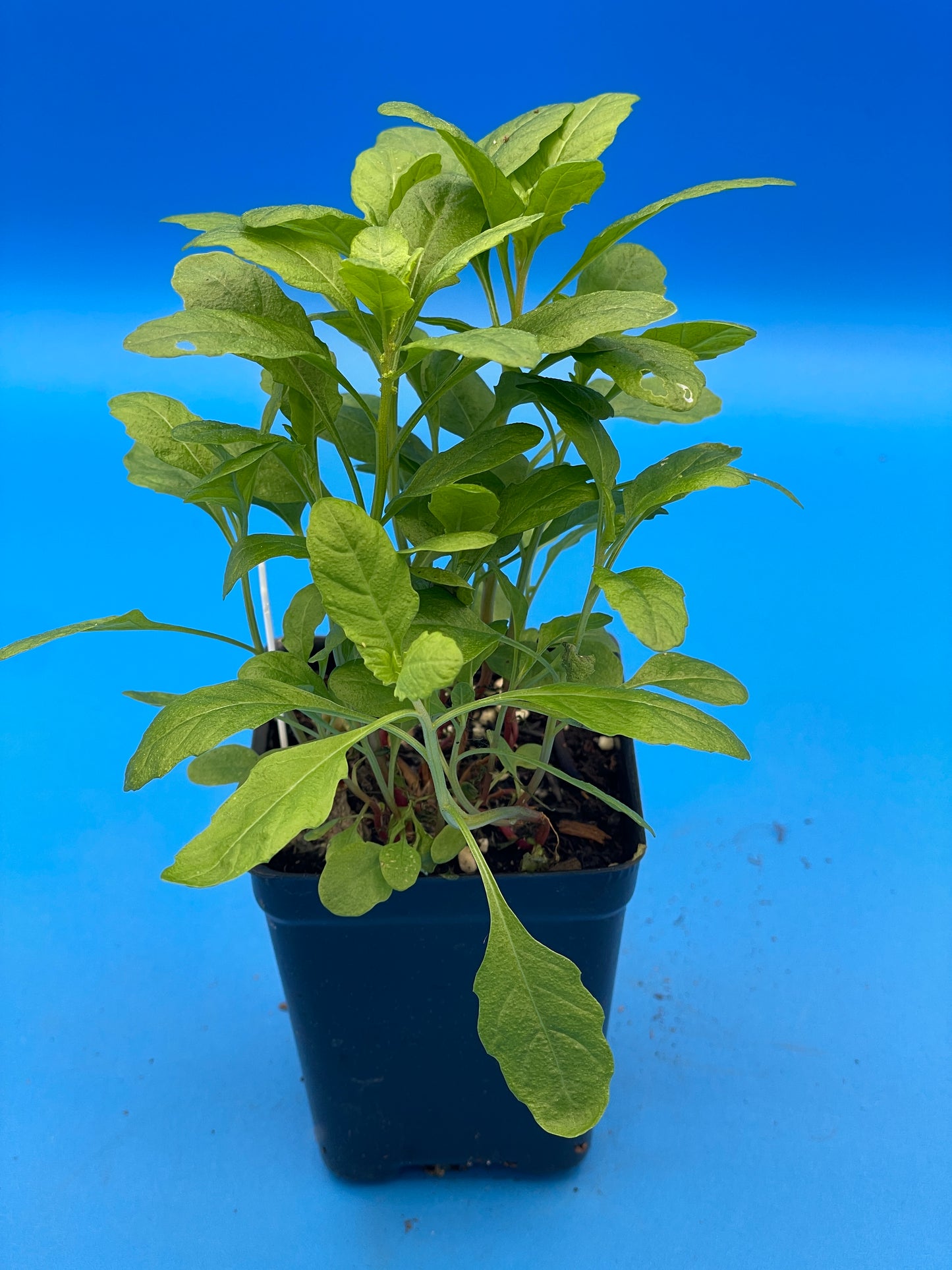 Epazote Starter Plant - Dysphania Ambrosioides - Grown In 3" Pot