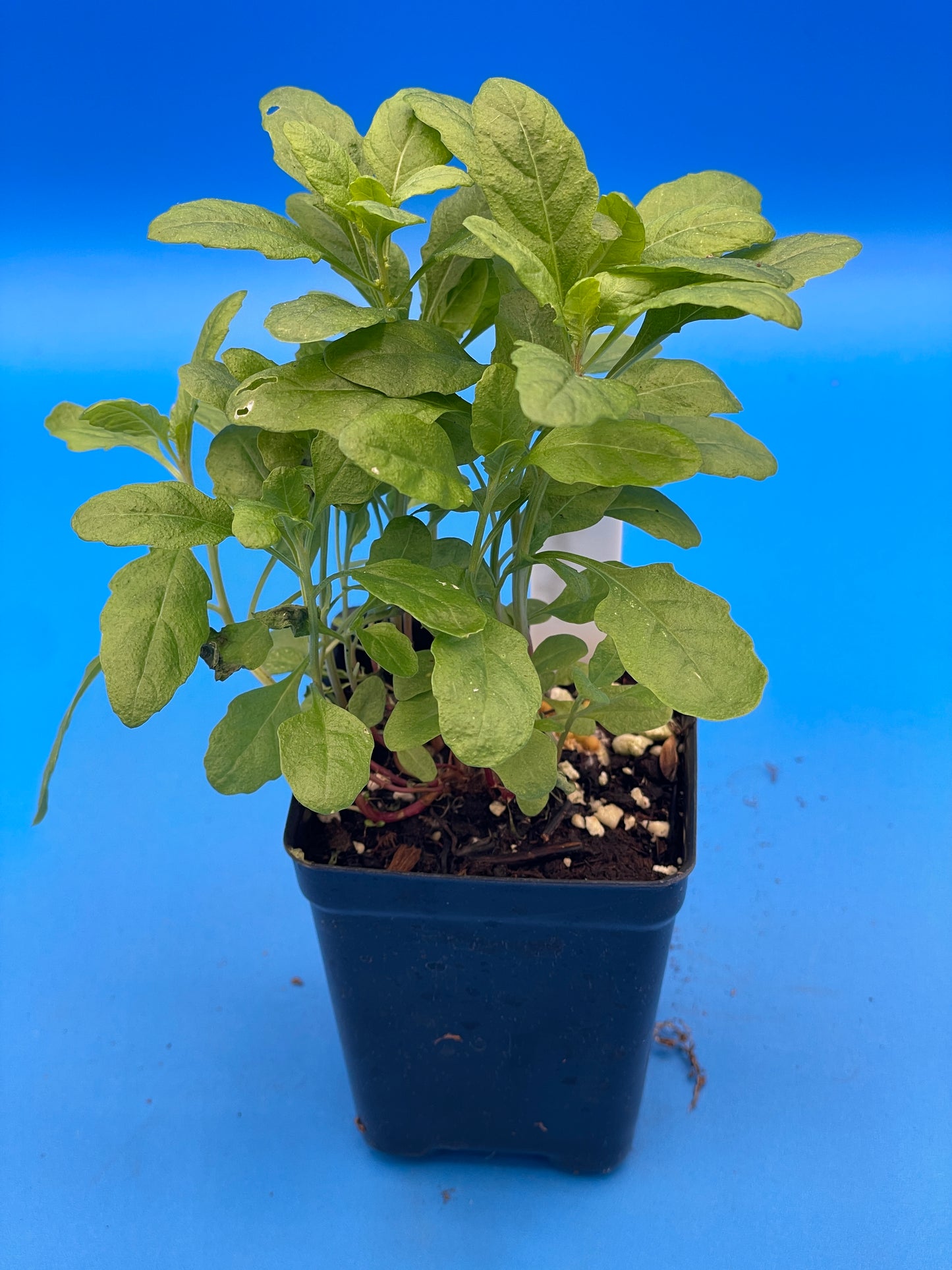 Epazote Starter Plant - Dysphania Ambrosioides - Grown In 3" Pot