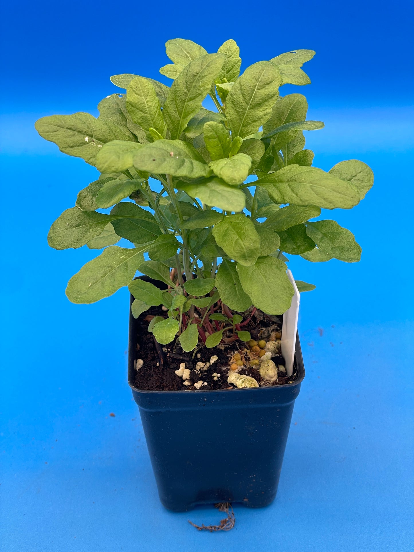 Epazote Starter Plant - Dysphania Ambrosioides - Grown In 3" Pot