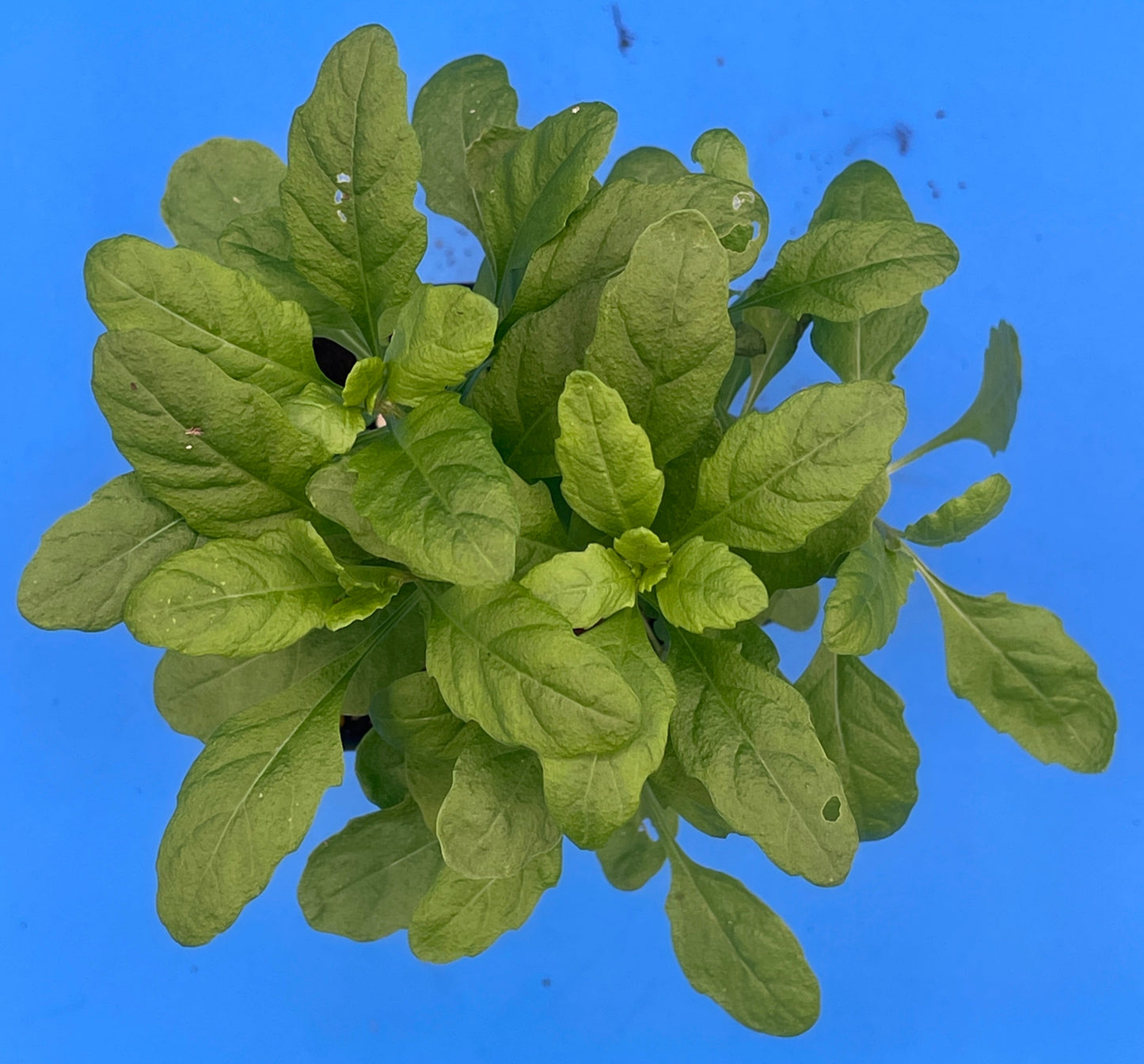 Epazote Starter Plant - Dysphania Ambrosioides - Grown In 3" Pot