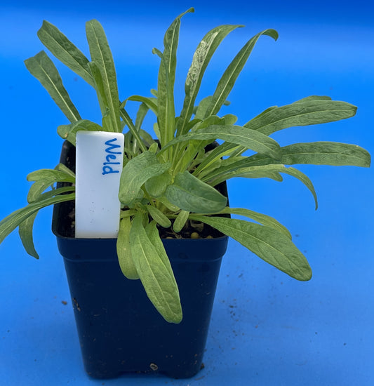 Weld Starter Plant - Reseda Luteola - Make Your Own Yellow Or Green Dye! - Can Not Ship To California Or Arizona