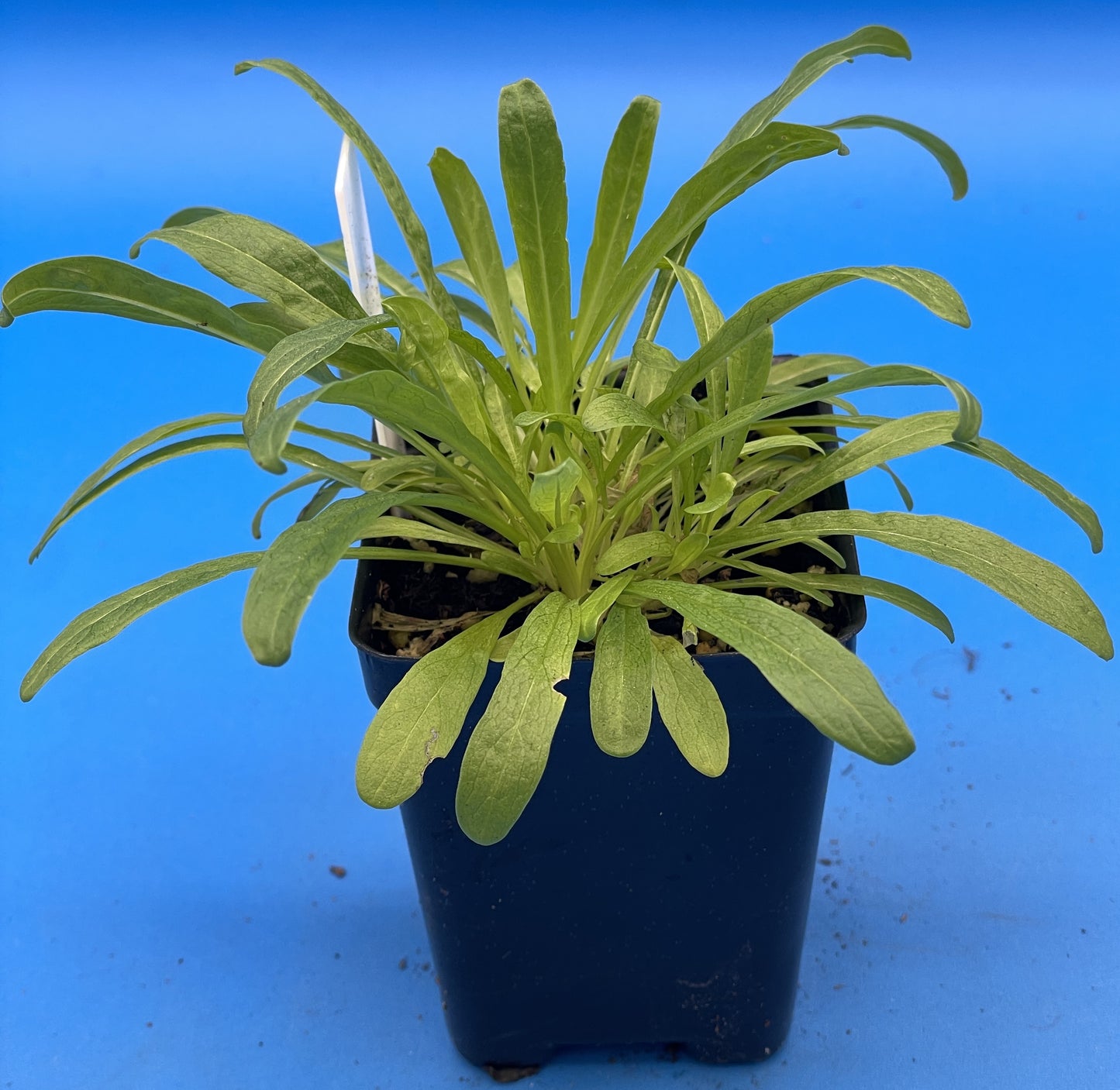 Weld Starter Plant - Reseda Luteola - Make Your Own Yellow Or Green Dye! - Can Not Ship To California Or Arizona