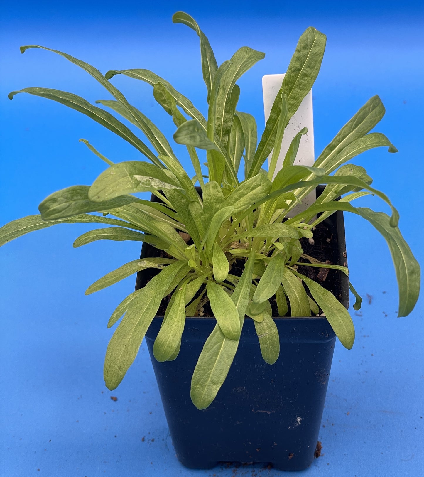 Weld Starter Plant - Reseda Luteola - Make Your Own Yellow Or Green Dye! - Can Not Ship To California Or Arizona