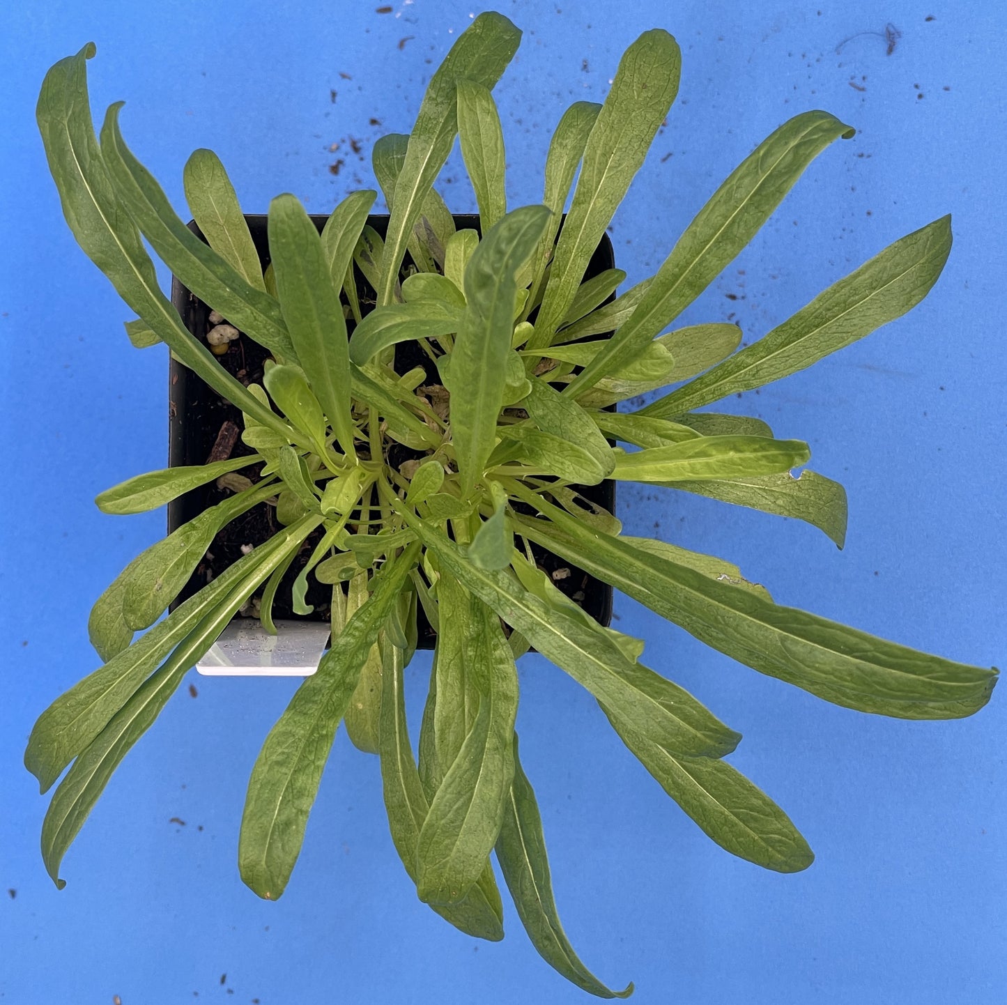 Weld Starter Plant - Reseda Luteola - Make Your Own Yellow Or Green Dye! - Can Not Ship To California Or Arizona