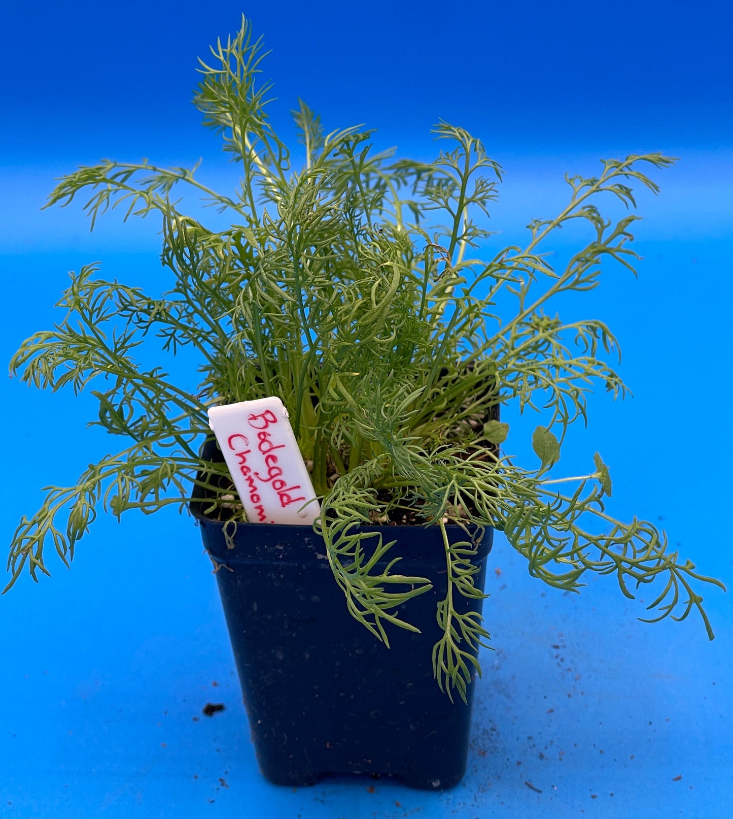 Chamomile 'Bodegold' Live 3" Starter Plant Matricaria Recutita Improved German Chamomile