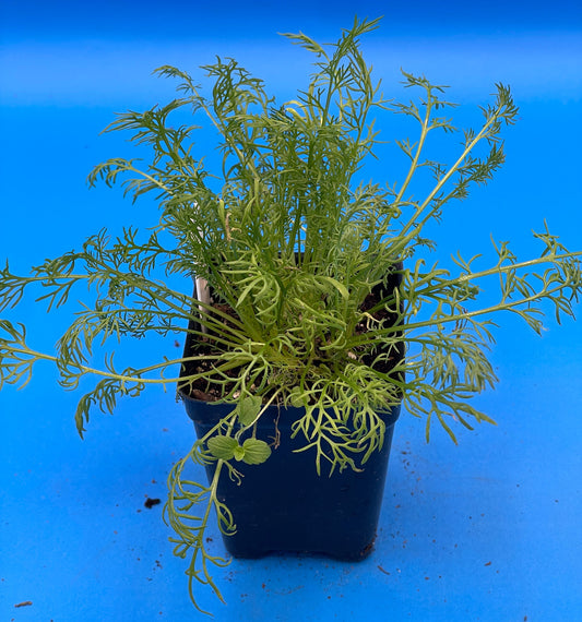 Chamomile 'Bodegold' Live 3" Starter Plant Matricaria Recutita Improved German Chamomile