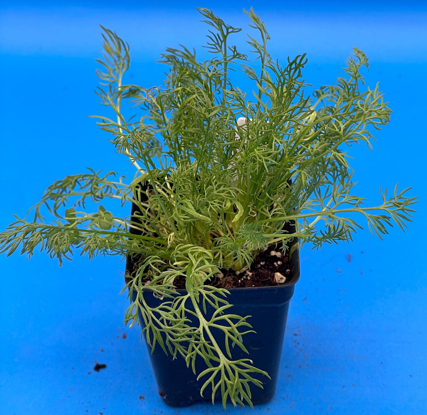 Chamomile 'Bodegold' Live 3" Starter Plant Matricaria Recutita Improved German Chamomile