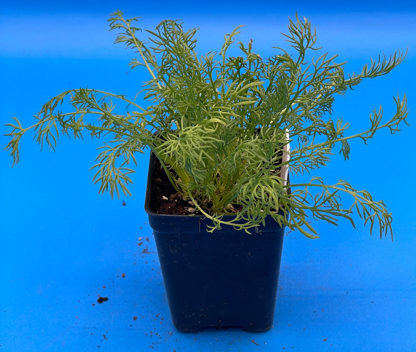 Chamomile 'Bodegold' Live 3" Starter Plant Matricaria Recutita Improved German Chamomile