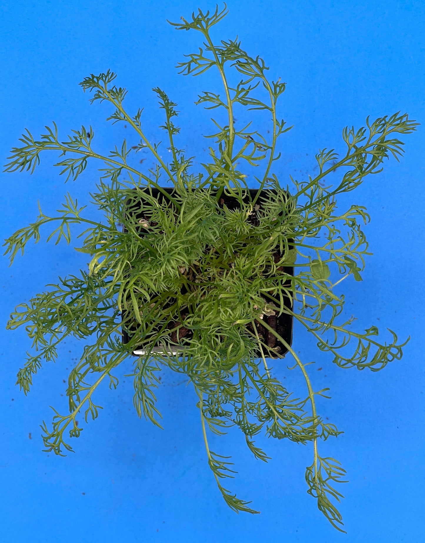 Chamomile 'Bodegold' Live 3" Starter Plant Matricaria Recutita Improved German Chamomile