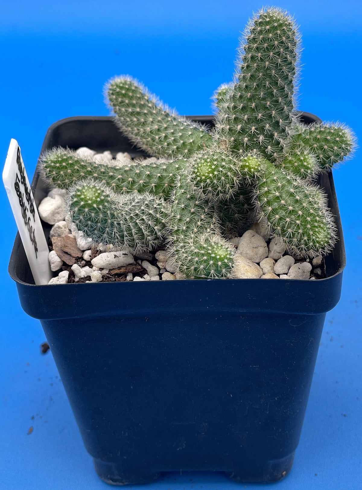 Rebutia Fabrisii Cactus - Rooted in 3.5" Pot - Beautiful Masses Of Orange Flowers!