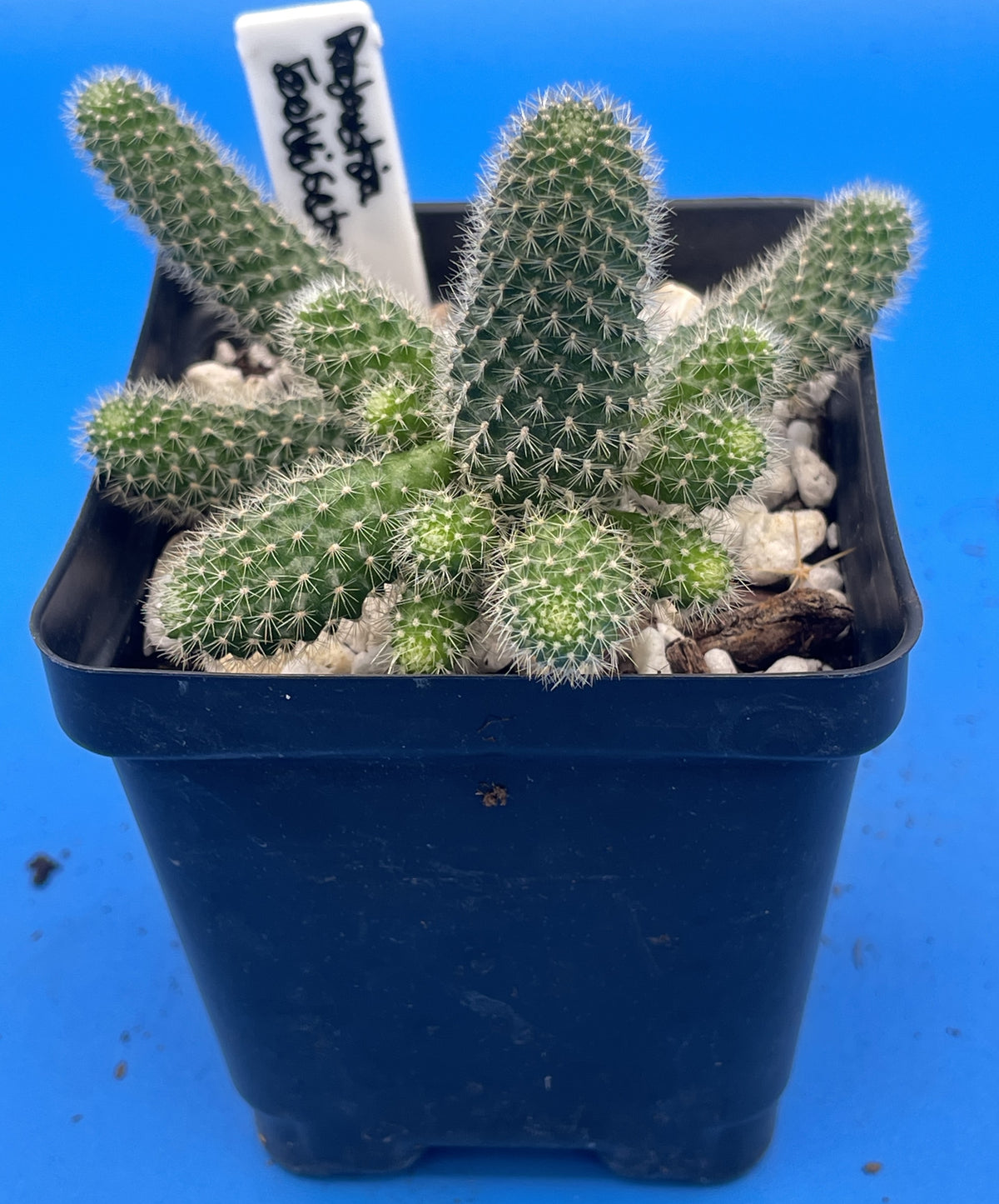 Rebutia Fabrisii Cactus - Rooted in 3.5" Pot - Beautiful Masses Of Orange Flowers!