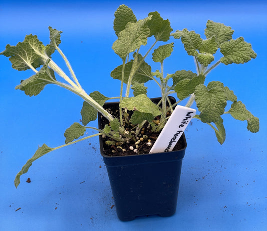 White Horehound Starter Plant - Marrubium Vulgare - 3" pot - Make Your Own Cough Drops! - No Shipping To California Or Arizona!