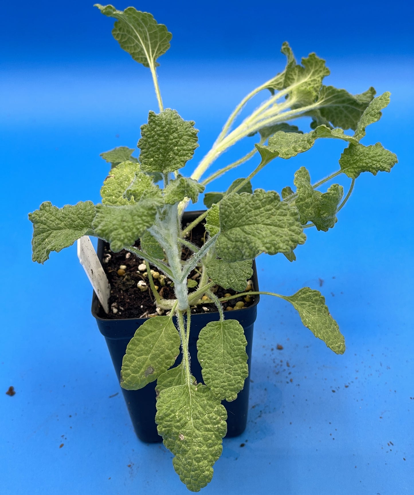 White Horehound Starter Plant - Marrubium Vulgare - 3" pot - Make Your Own Cough Drops! - No Shipping To California Or Arizona!