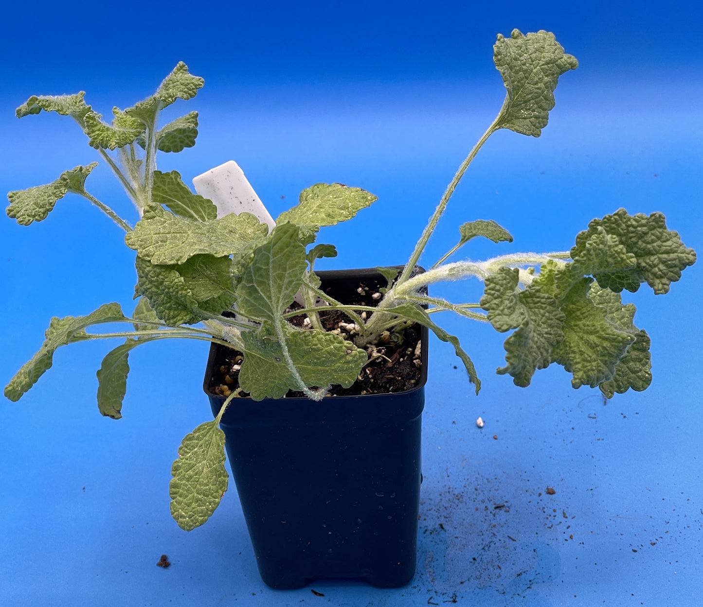 White Horehound Starter Plant - Marrubium Vulgare - 3" pot - Make Your Own Cough Drops! - No Shipping To California Or Arizona!