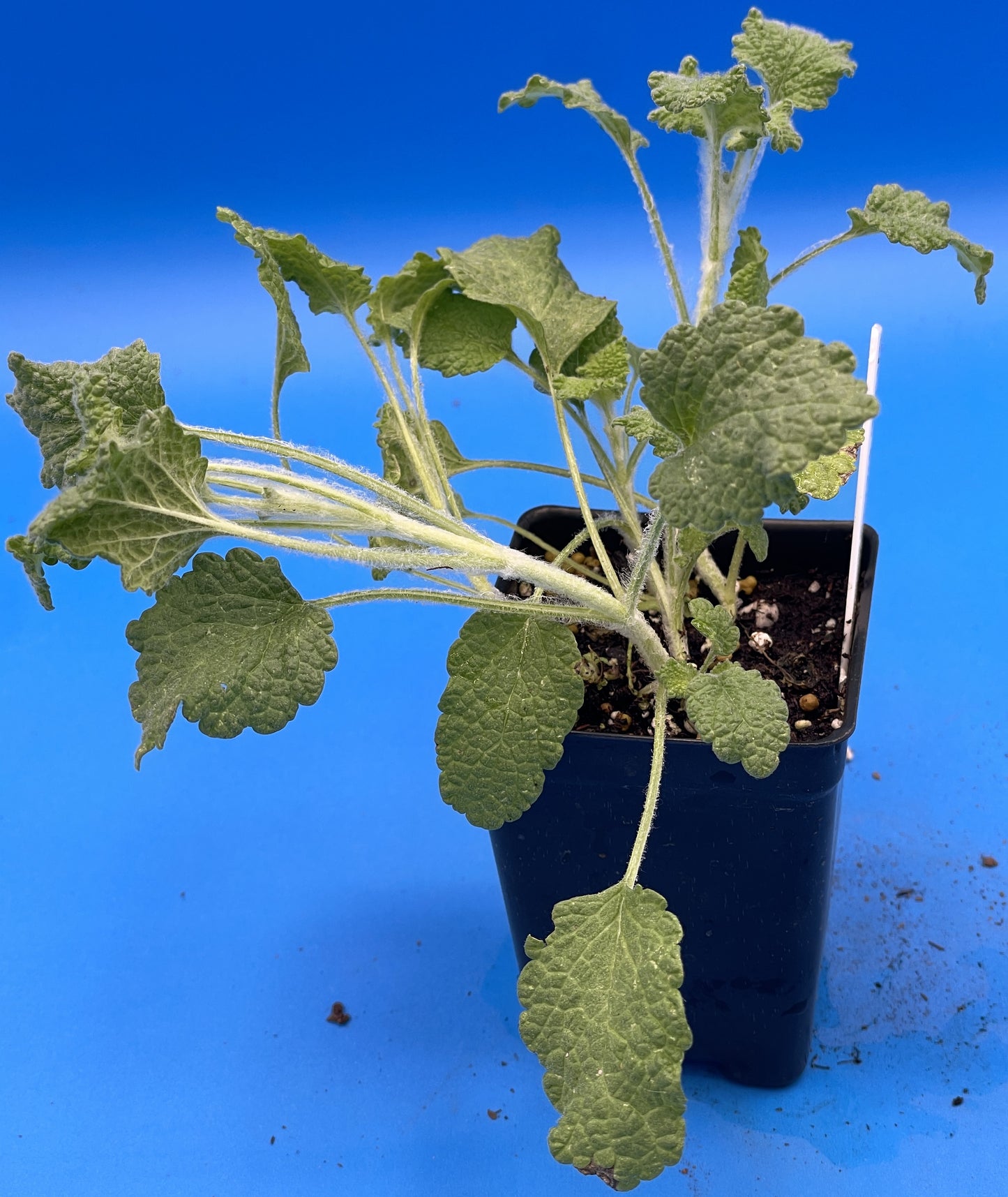 White Horehound Starter Plant - Marrubium Vulgare - 3" pot - Make Your Own Cough Drops! - No Shipping To California Or Arizona!