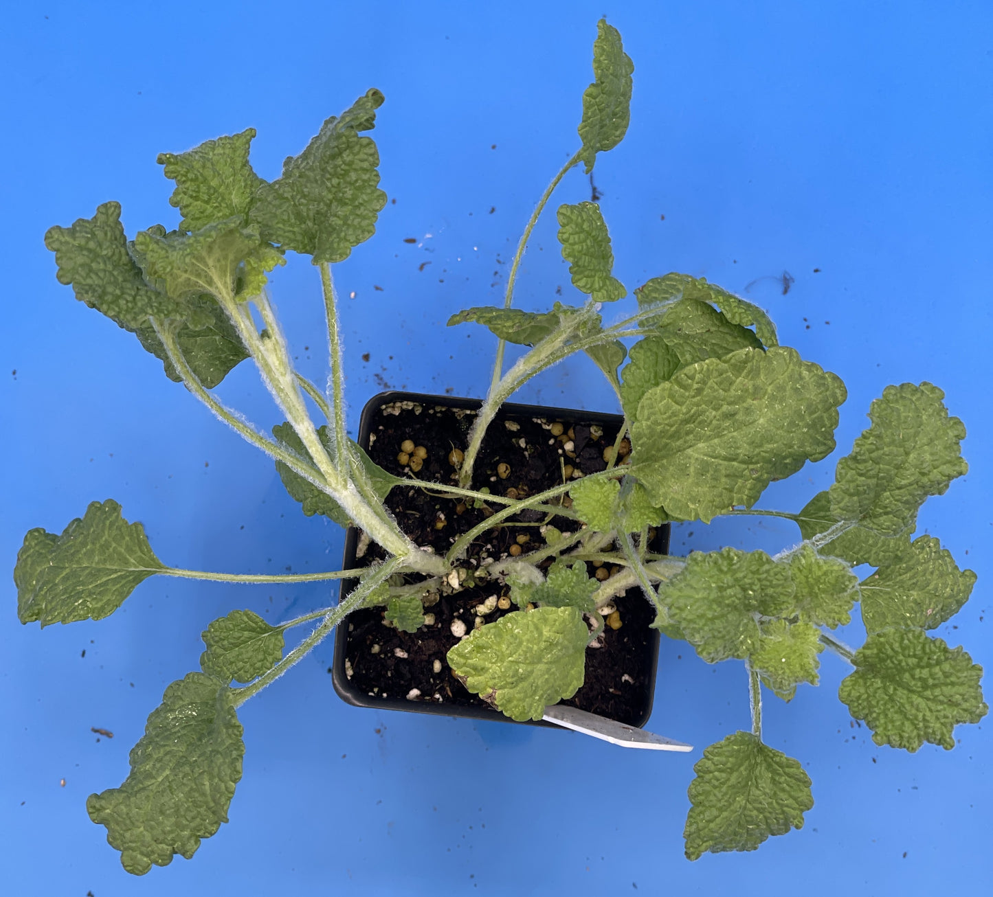 White Horehound Starter Plant - Marrubium Vulgare - 3" pot - Make Your Own Cough Drops! - No Shipping To California Or Arizona!