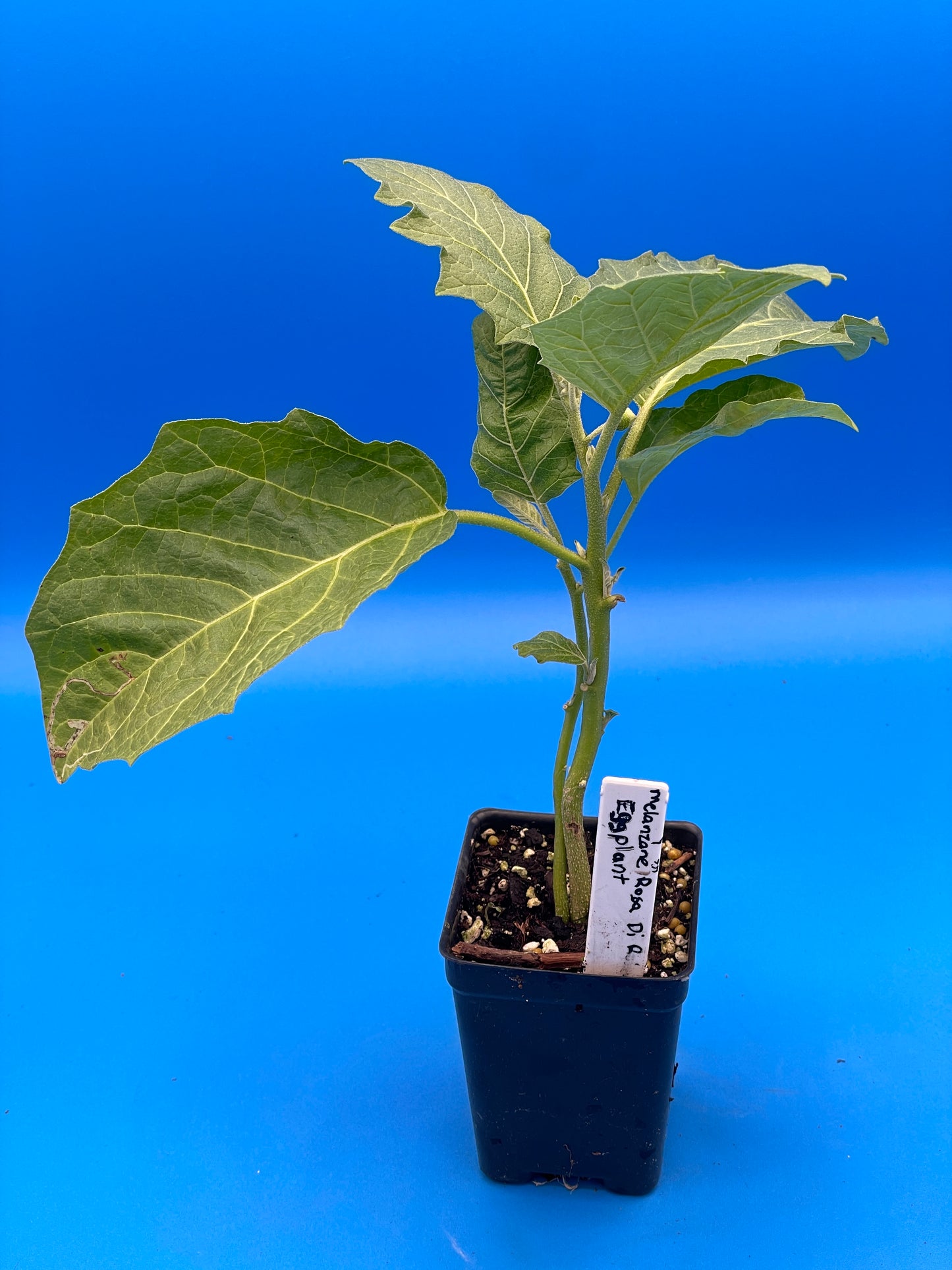 Eggplant, Melanzana Rossa di Rotonda Starter Plant Solanum Aethiopicum In 3" Pot