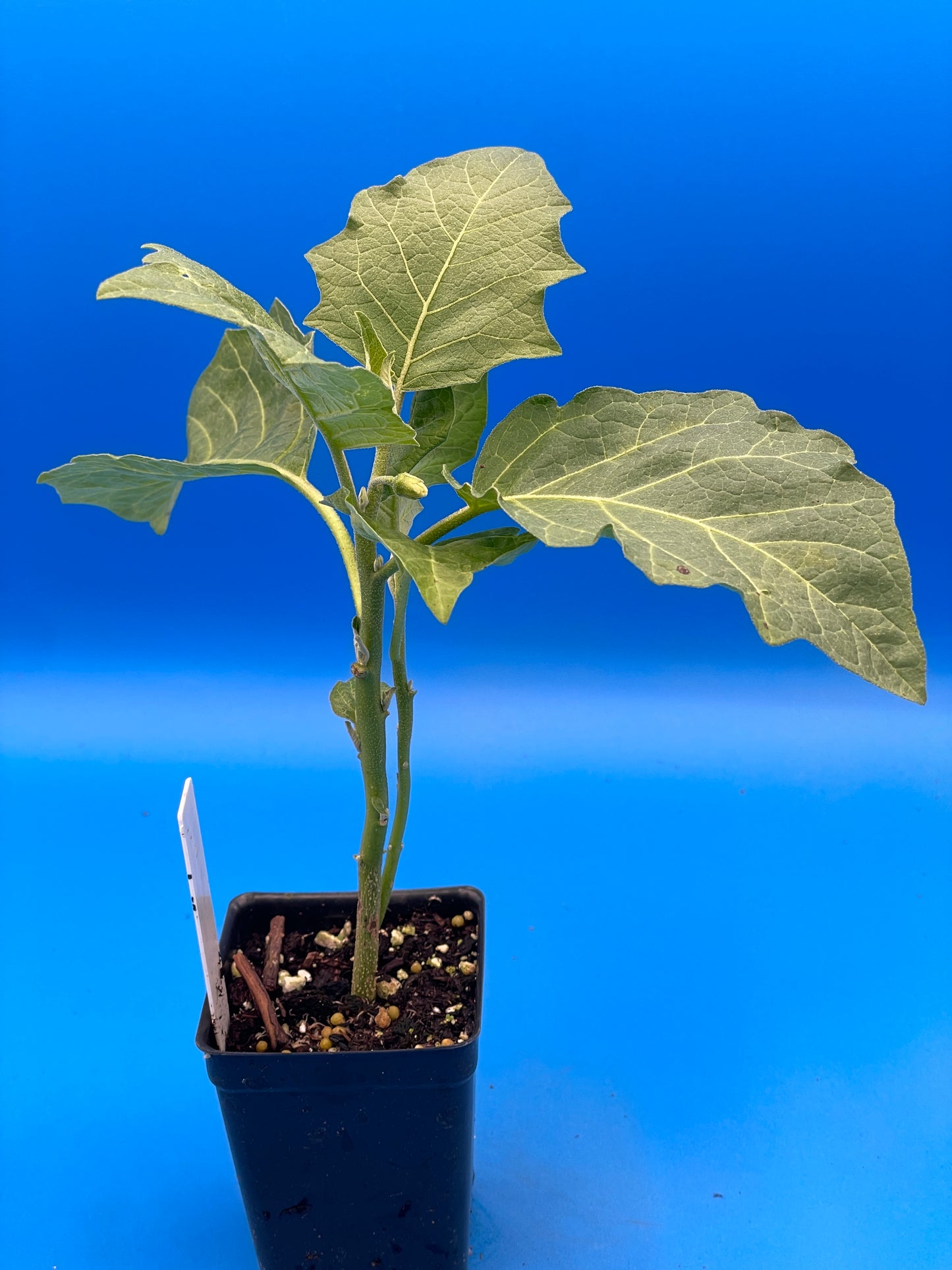 Eggplant, Melanzana Rossa di Rotonda Starter Plant Solanum Aethiopicum In 3" Pot