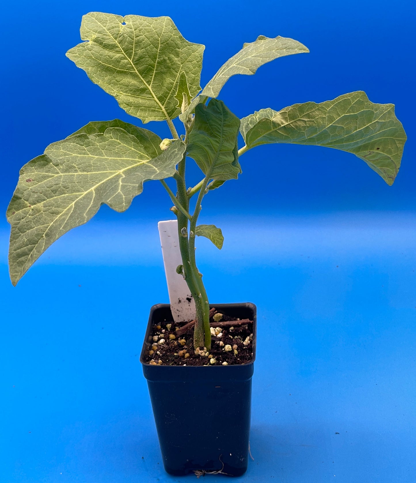 Eggplant, Melanzana Rossa di Rotonda Starter Plant Solanum Aethiopicum In 3" Pot