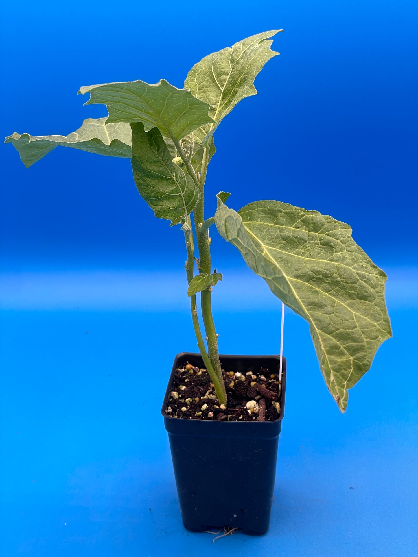 Eggplant, Melanzana Rossa di Rotonda Starter Plant Solanum Aethiopicum In 3" Pot