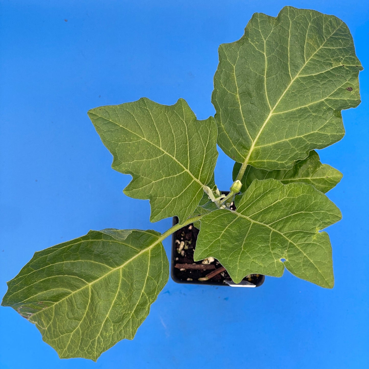 Eggplant, Melanzana Rossa di Rotonda Starter Plant Solanum Aethiopicum In 3" Pot
