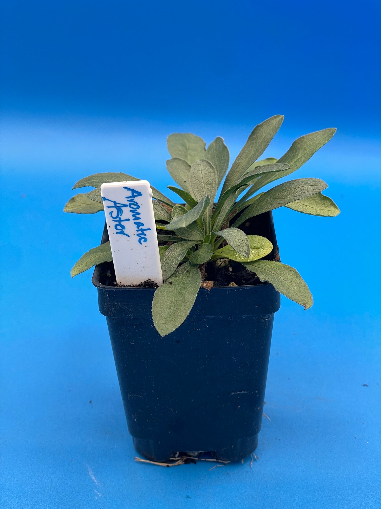 Aster, Aromatic Live Starter Plant - Symphyotrichum Oblongifolium - Grown in 3" pot
