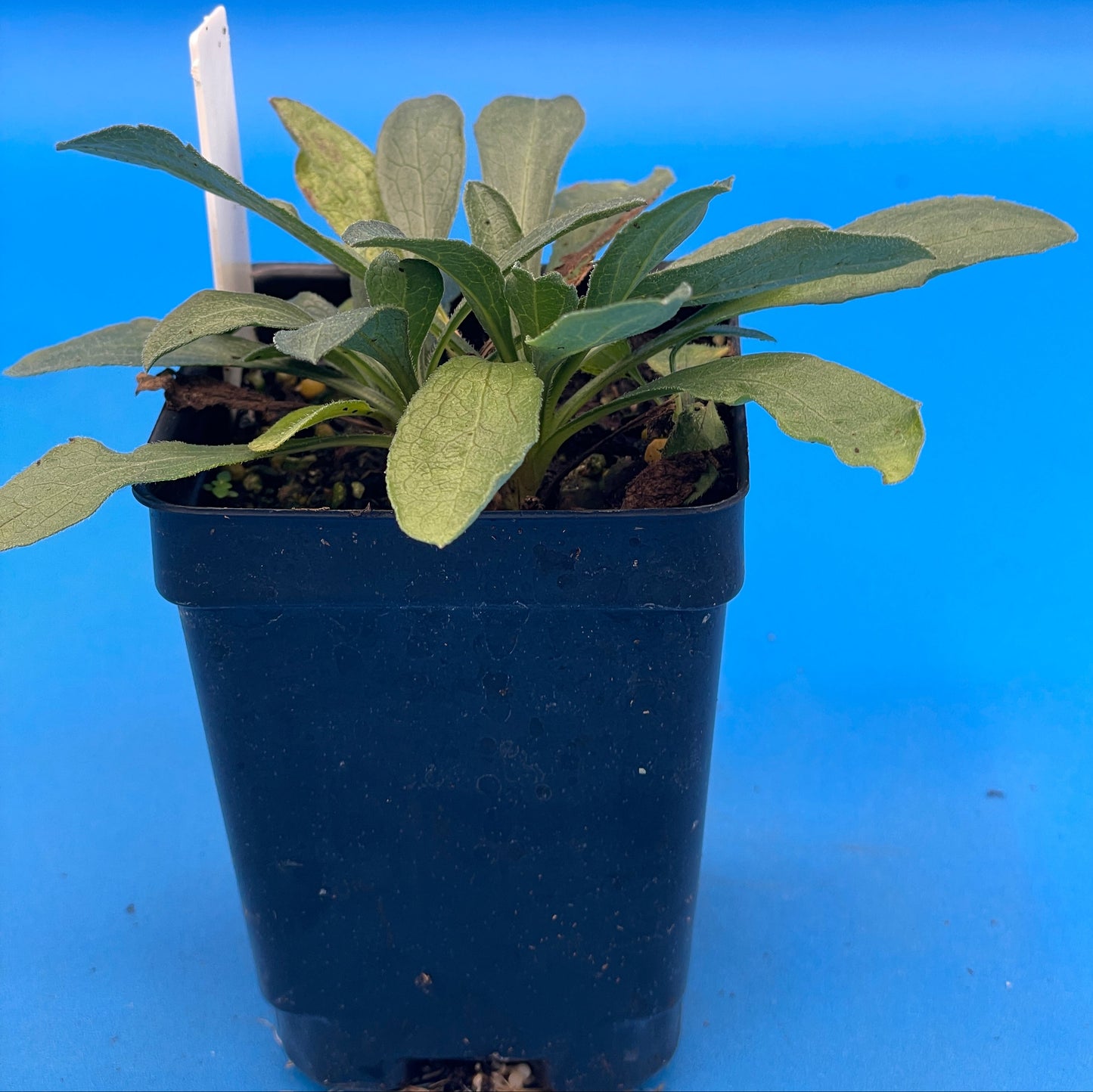 Aster, Aromatic Live Starter Plant - Symphyotrichum Oblongifolium - Grown in 3" pot