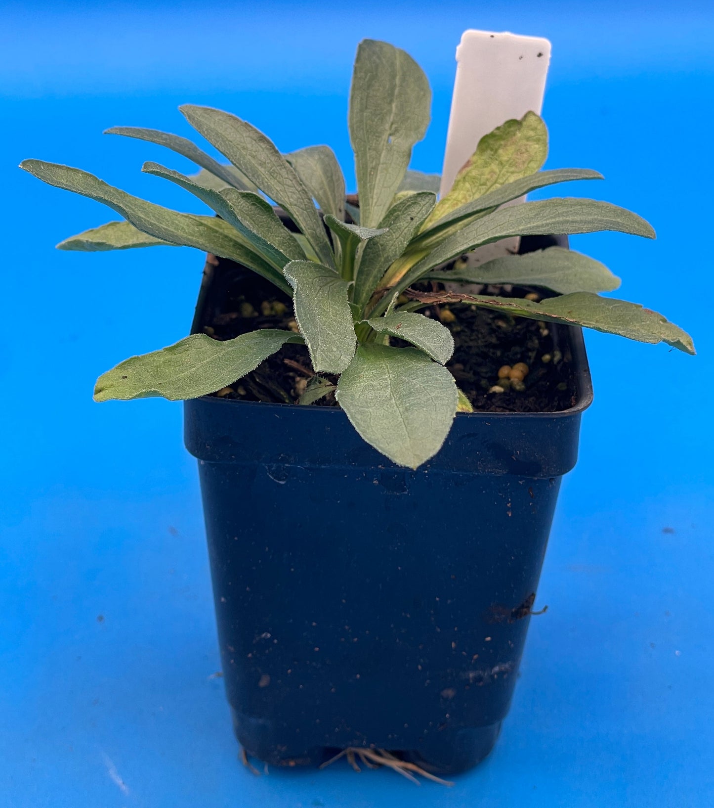 Aster, Aromatic Live Starter Plant - Symphyotrichum Oblongifolium - Grown in 3" pot