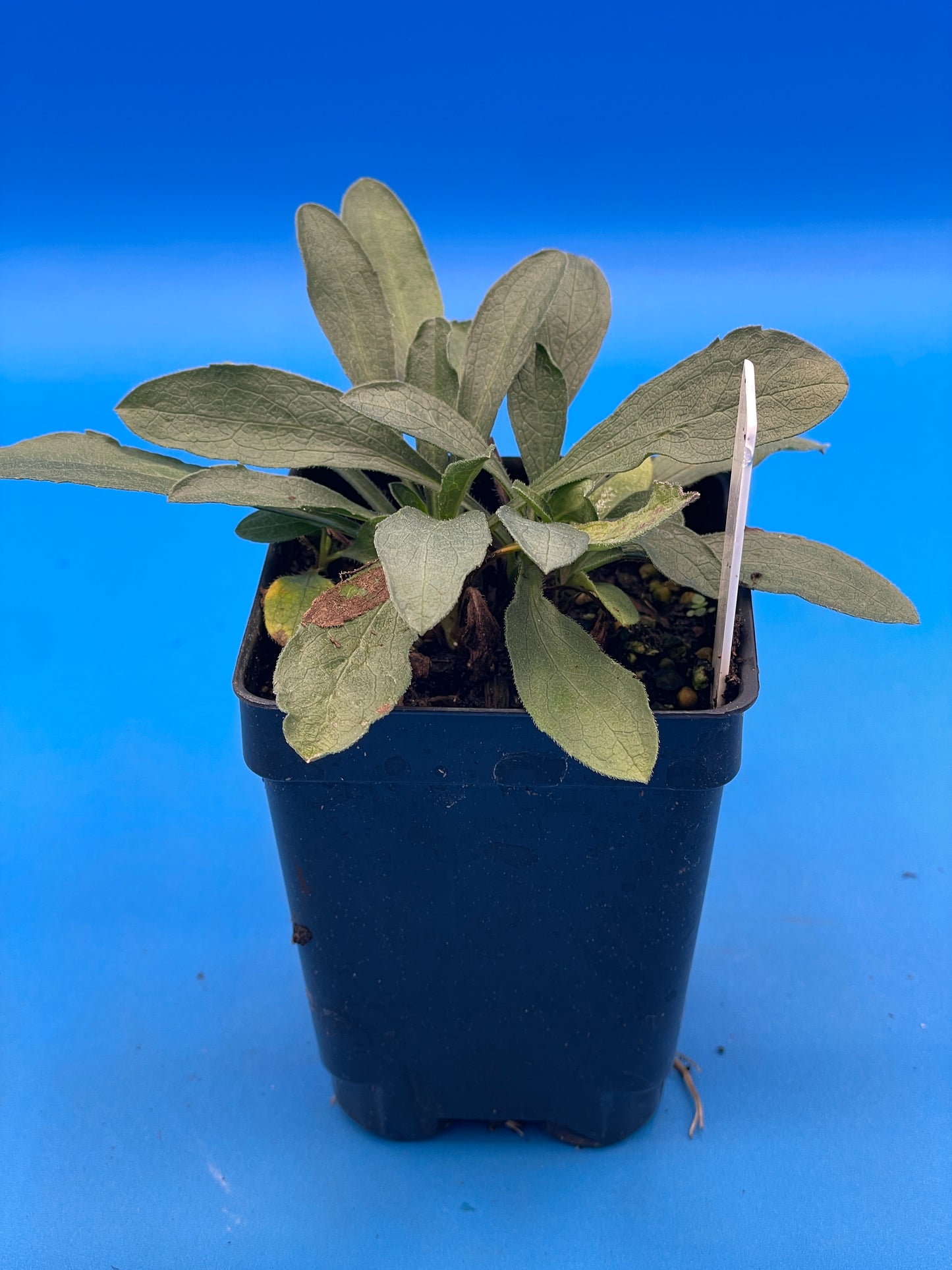 Aster, Aromatic Live Starter Plant - Symphyotrichum Oblongifolium - Grown in 3" pot