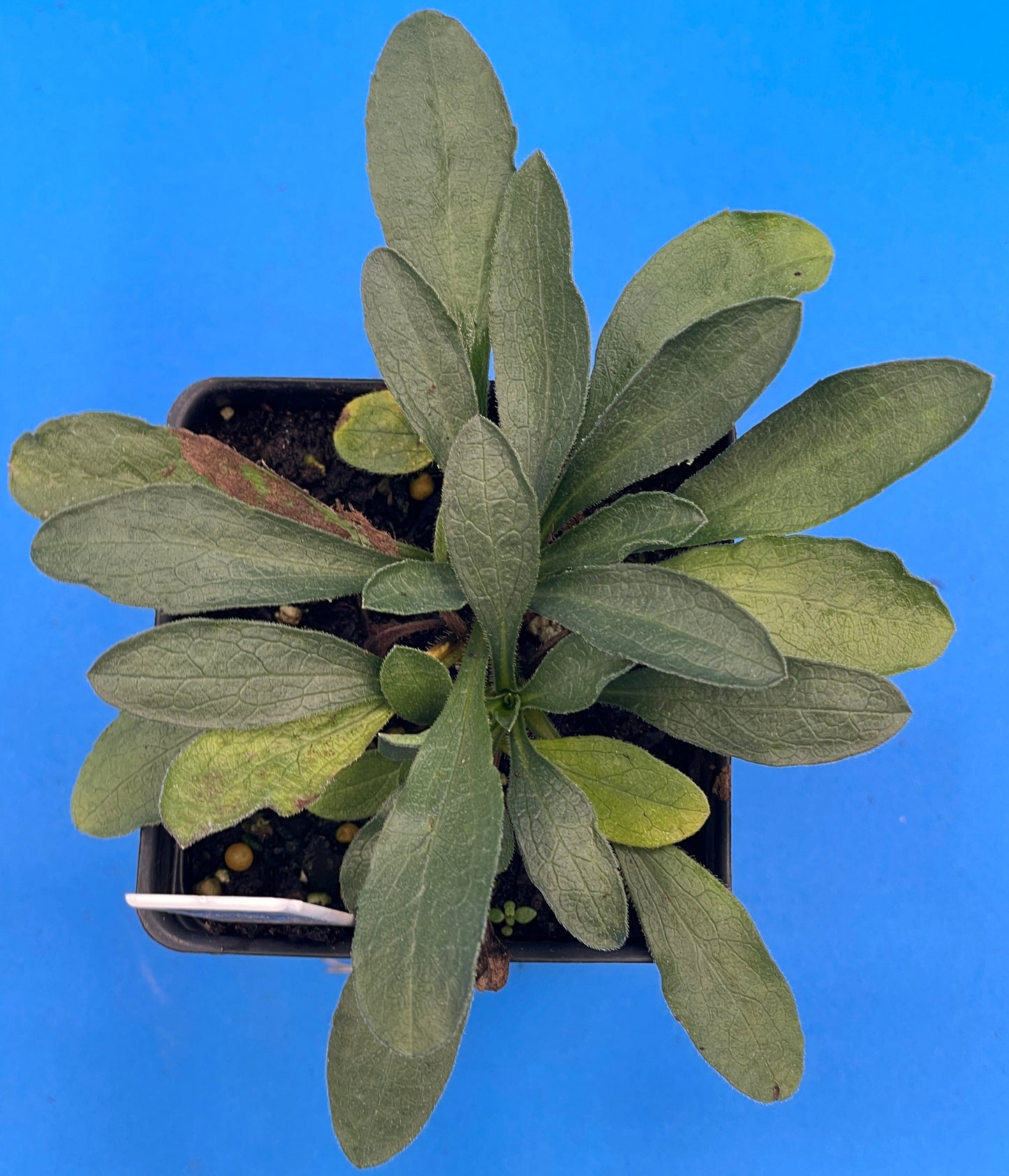 Aster, Aromatic Live Starter Plant - Symphyotrichum Oblongifolium - Grown in 3" pot