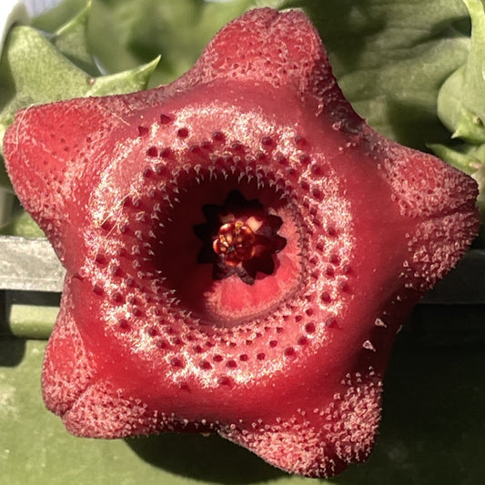 Huernia 'Red Devil' - Rooted in 3.5" Pot - Rare - Deep Red Flowers!