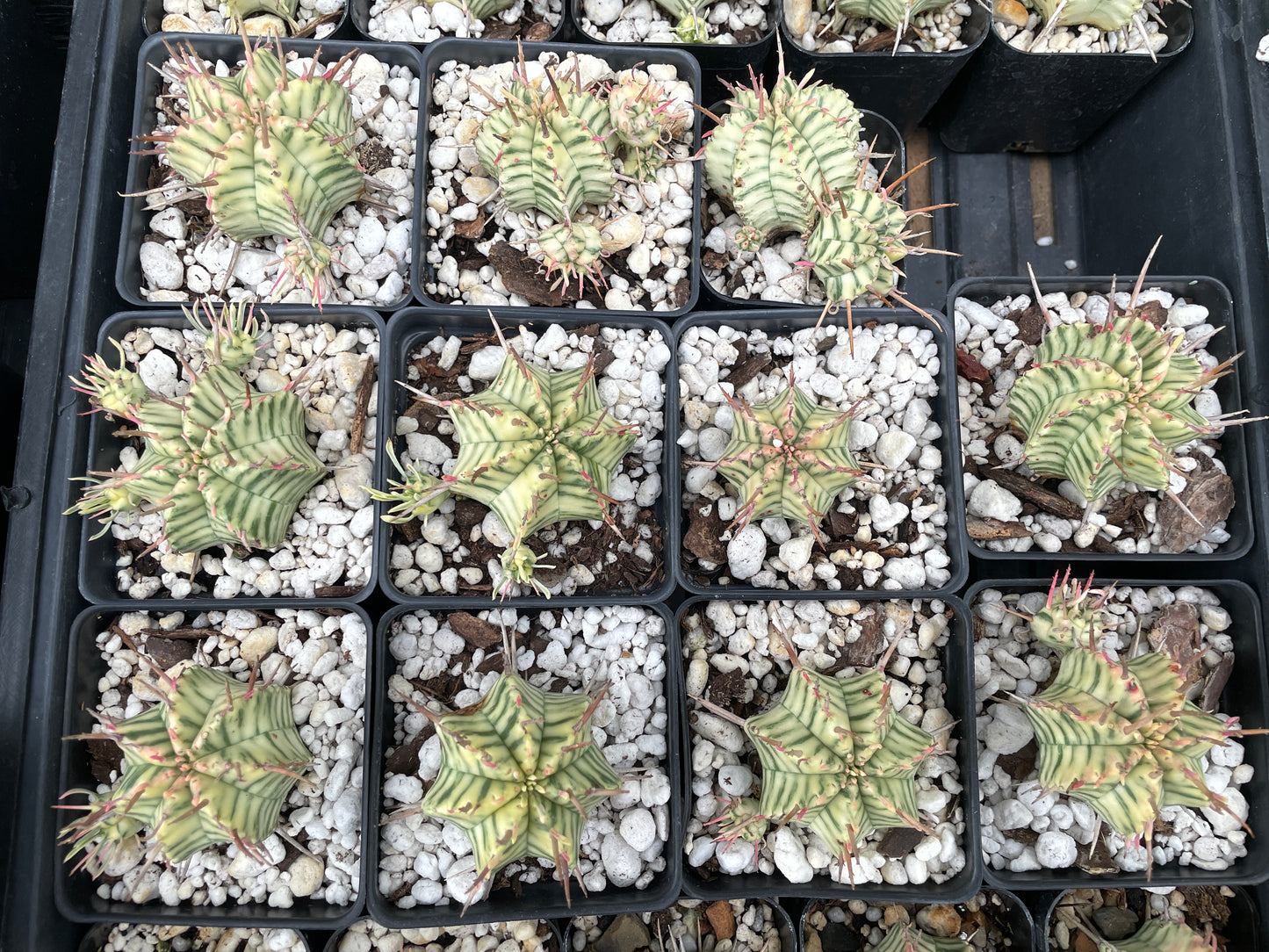 Euphorbia Meloformis Variegated Super Healthy In 3 Inch Pot