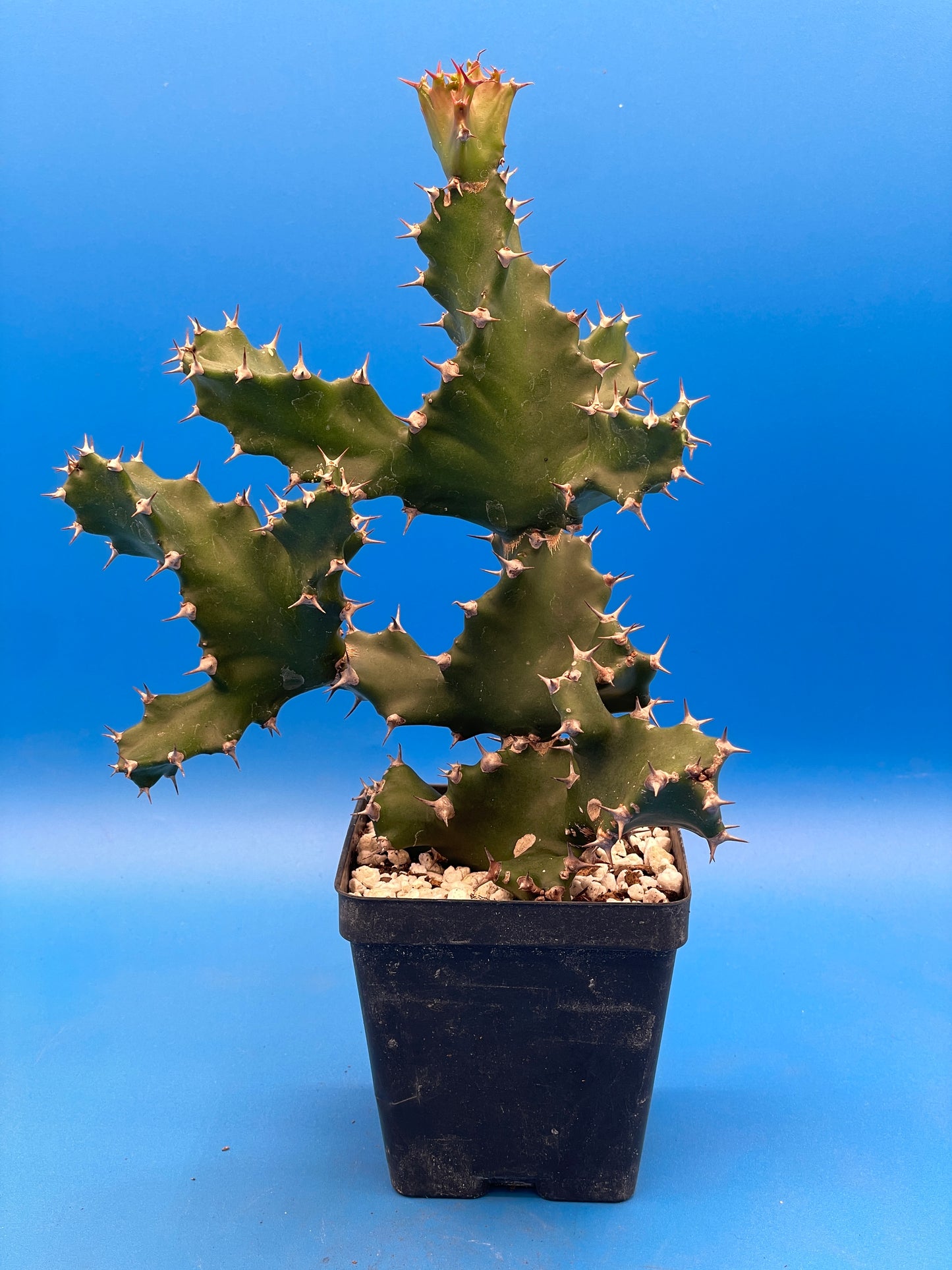 Euphorbia Tortilis - Twisted Spurge - Spiral Euphorbia - Super Healthy Overgrown In a 3.5" Pot . No Shipping To California or Arizona!