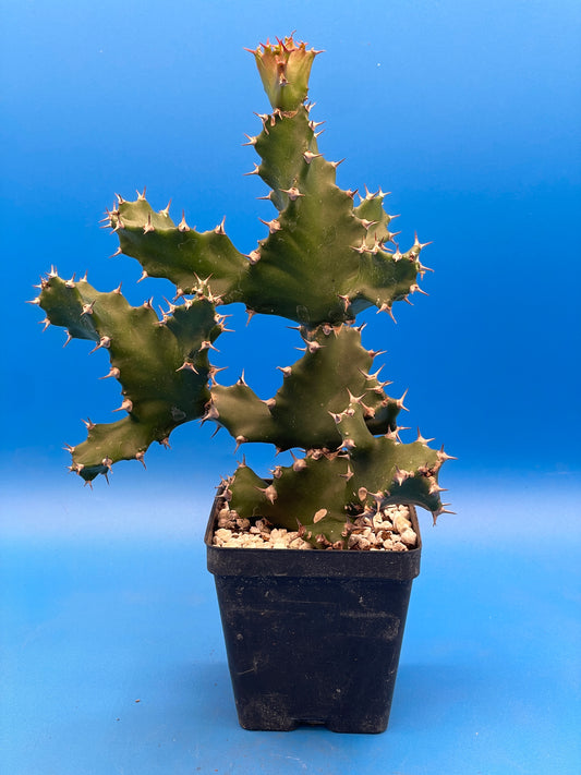 Euphorbia Tortilis - Twisted Spurge - Spiral Euphorbia - Super Healthy Overgrown In a 3.5" Pot . No Shipping To California or Arizona!