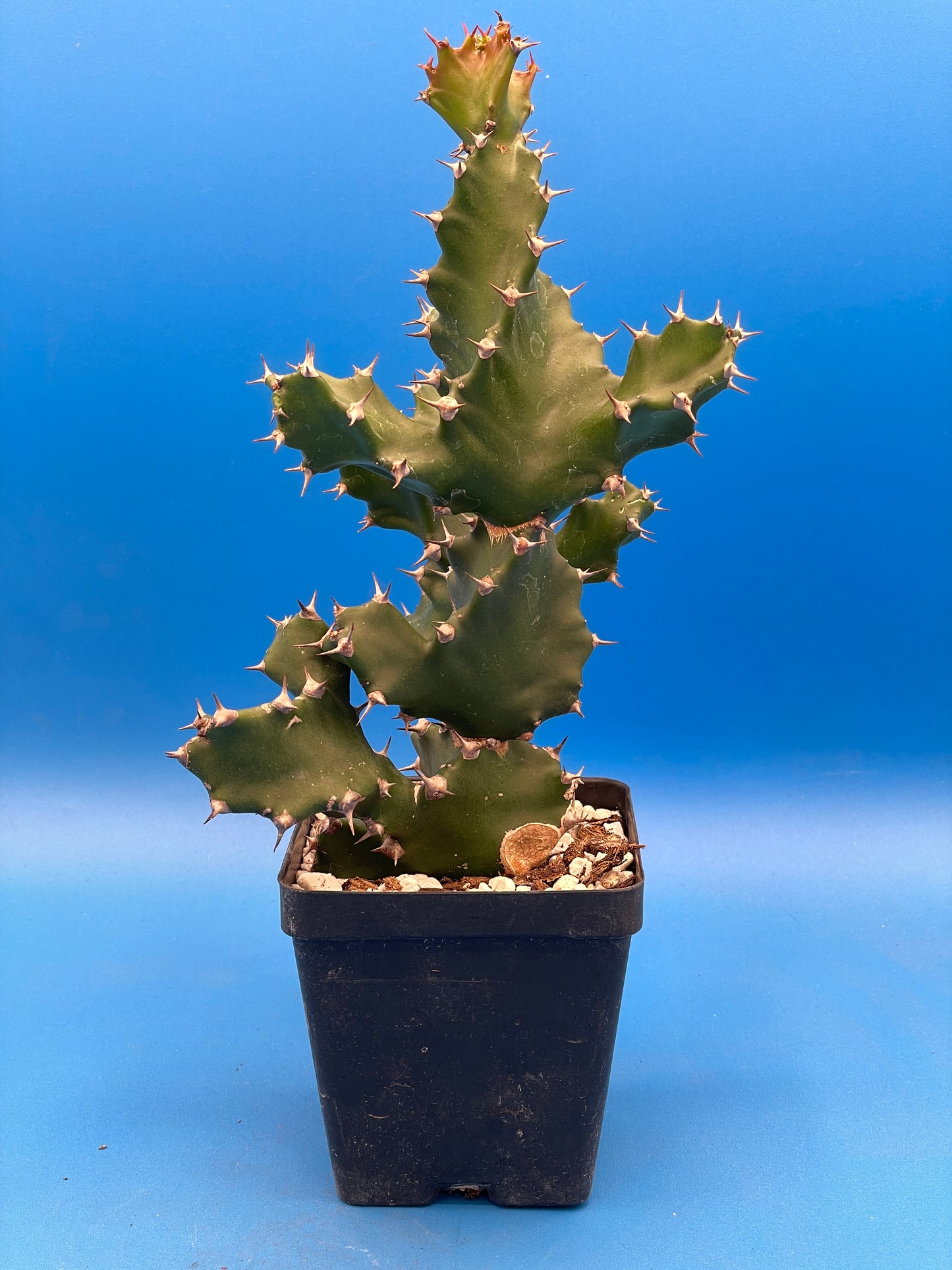Euphorbia Tortilis - Twisted Spurge - Spiral Euphorbia - Super Healthy Overgrown In a 3.5" Pot . No Shipping To California or Arizona!