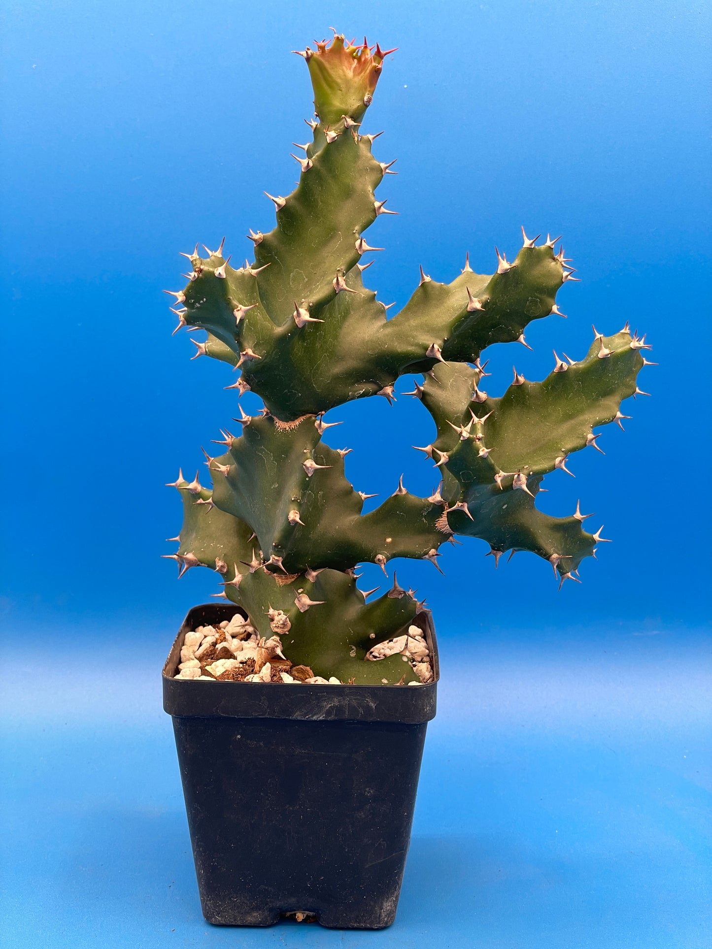 Euphorbia Tortilis - Twisted Spurge - Spiral Euphorbia - Super Healthy Overgrown In a 3.5" Pot . No Shipping To California or Arizona!