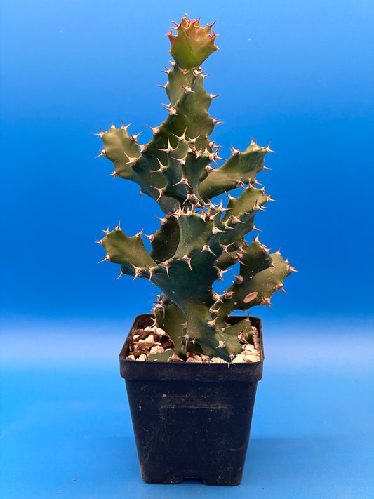 Euphorbia Tortilis - Twisted Spurge - Spiral Euphorbia - Super Healthy Overgrown In a 3.5" Pot . No Shipping To California or Arizona!