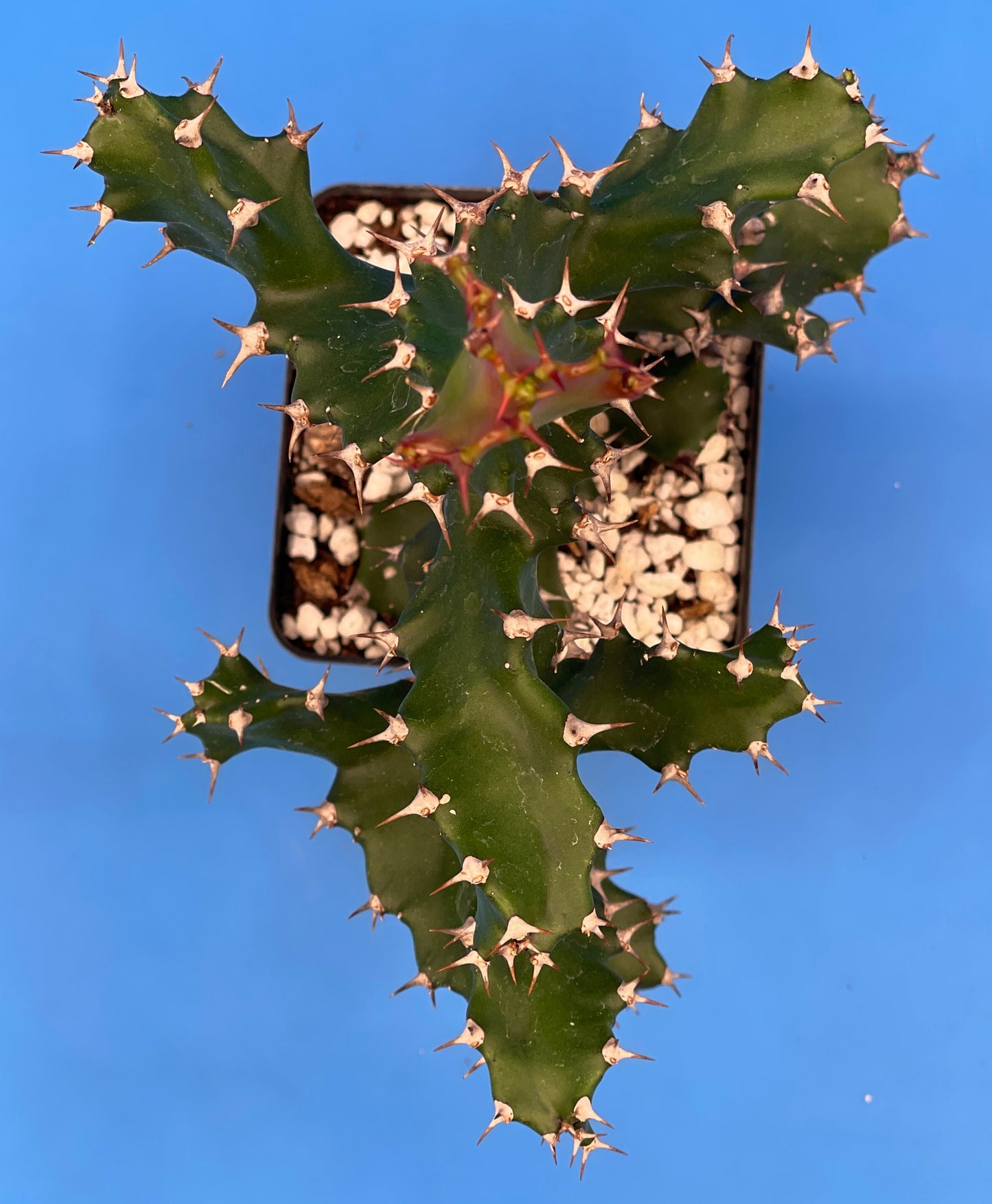 Euphorbia Tortilis - Twisted Spurge - Spiral Euphorbia - Super Healthy Overgrown In a 3.5" Pot . No Shipping To California or Arizona!
