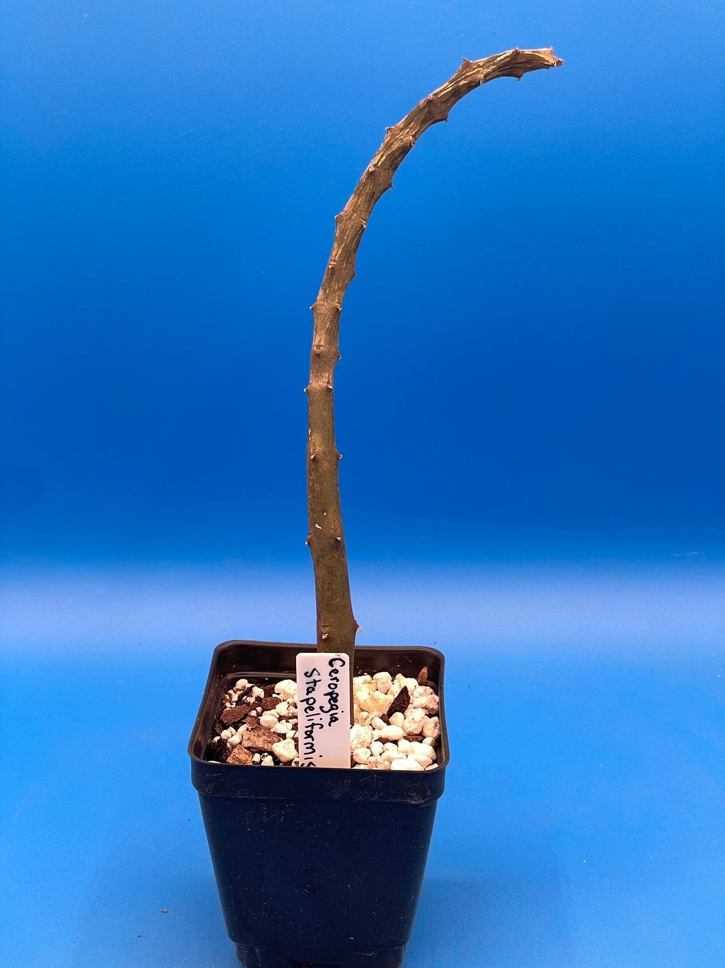 Ceropegia Stapeliformis Ssp Stapeliformis VERY RARE! 4 Inch Pot - Well Rooted!