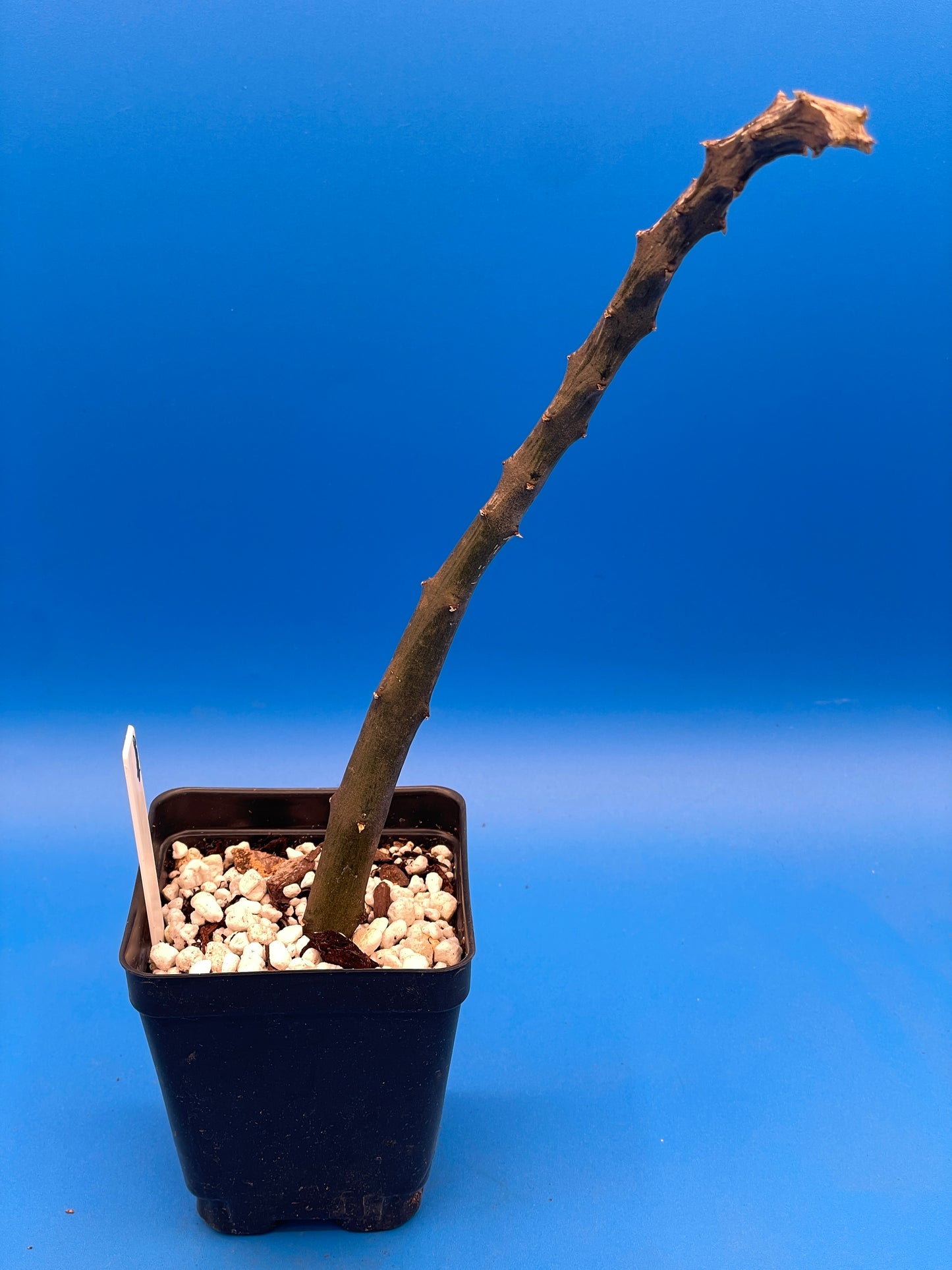 Ceropegia Stapeliformis Ssp Stapeliformis VERY RARE! 4 Inch Pot - Well Rooted!