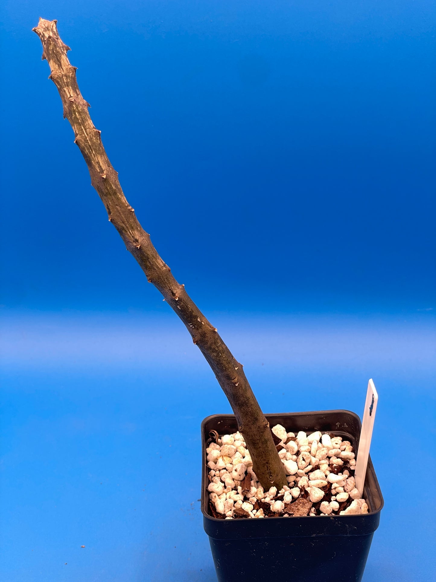 Ceropegia Stapeliformis Ssp Stapeliformis VERY RARE! 4 Inch Pot - Well Rooted!