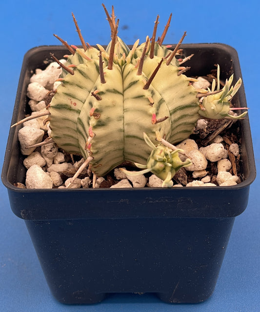 Euphorbia Meloformis Variegated Super Healthy In 3 Inch Pot
