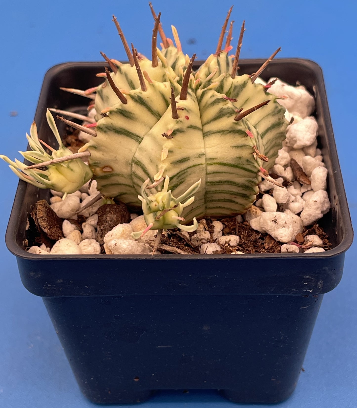 Euphorbia Meloformis Variegated Super Healthy In 3 Inch Pot